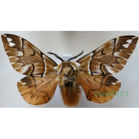 Endromis versicolora (Linnaeus, 1758) male Poland94n